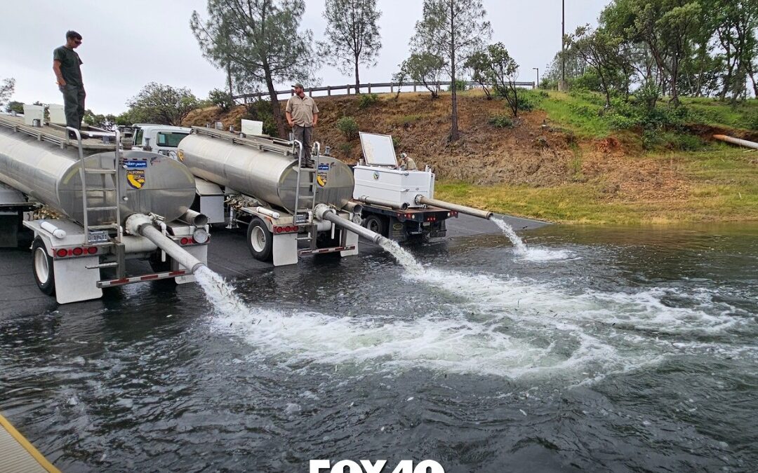 130,000 Chinook Salmon Released Into Lake Oroville