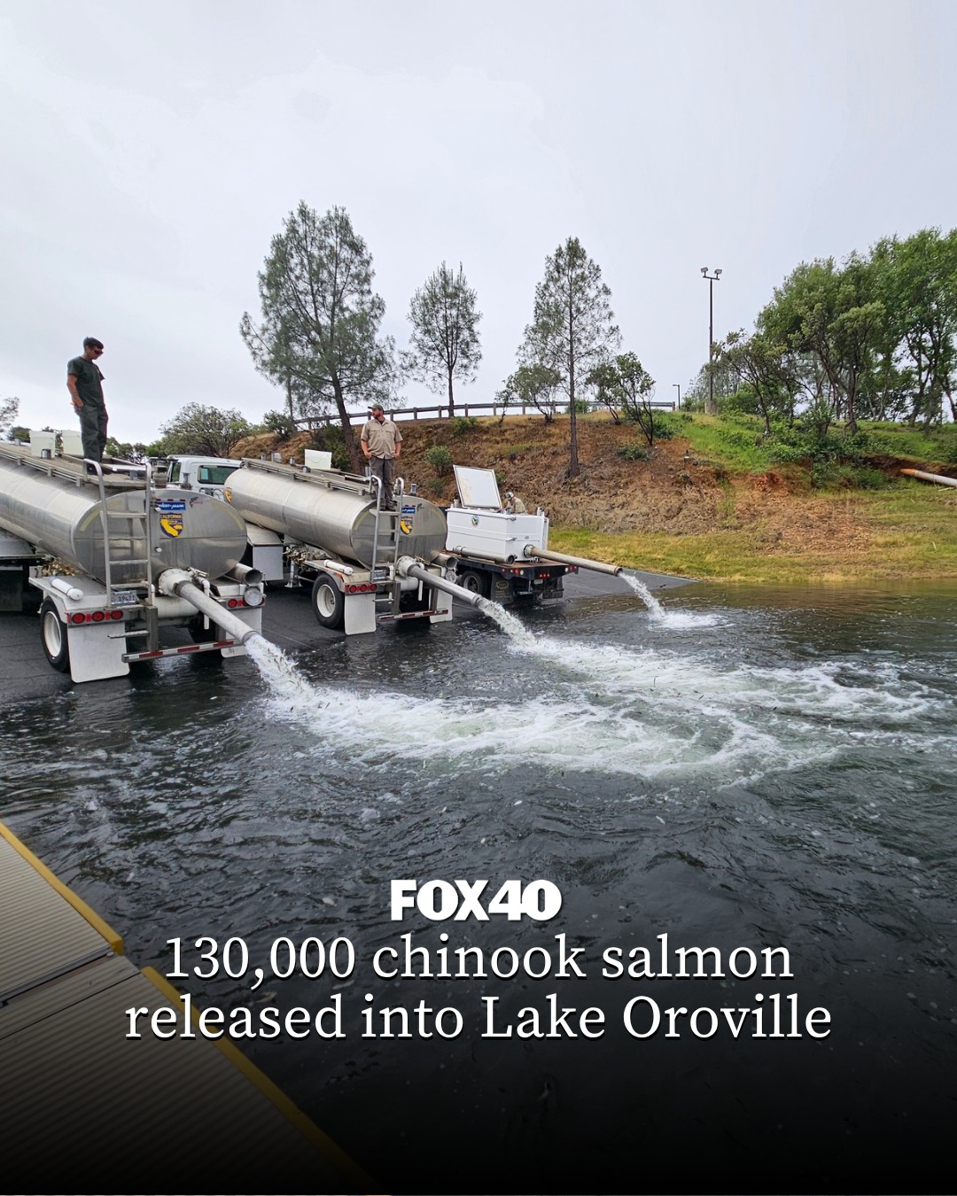West-Mark fish transport tankers releasing Chinook salmon into Lake Oroville at Loafer Creek Boat Ramp